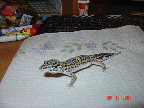 leopard gecko - my leopard gecko, Wrigley, when he was about 2 months old