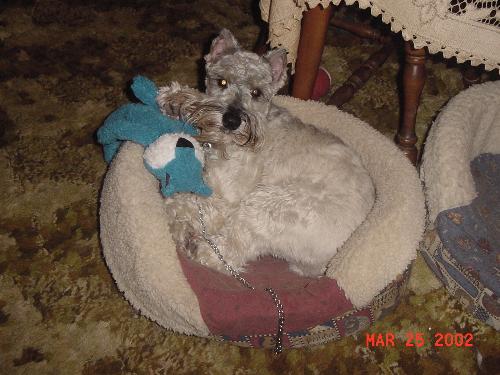 miniature schnauzer - Rocky-one of my miniature schnauzers
