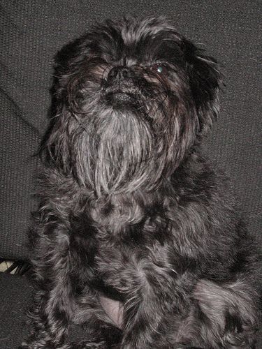 affenpinscher dog - this dog is diiffernt from other dogs see his eyes ,you can see or not???
