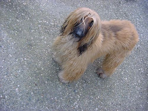 afghanhound dog - how this dog is looking with good hair style ,can anybody tell me which actor is looking like this dog??
