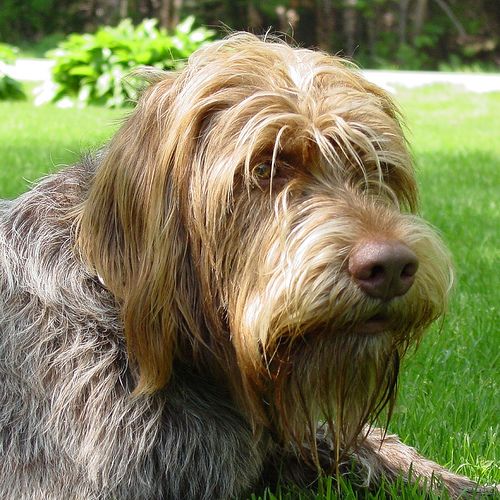 wiregriffen - i like this dog ,i want this dog, anybody want this dog???