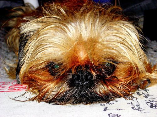 griffon - i think this cute dog is getting tired, what about you???