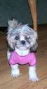 dog - anybody have good cloth for this dog.he never live without clothes