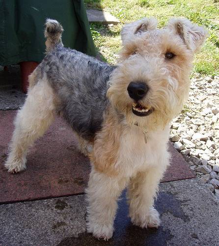 wirefoxt dog - did you know ,why this dog mouth is looking very different??