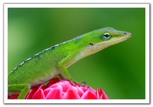 green - anole