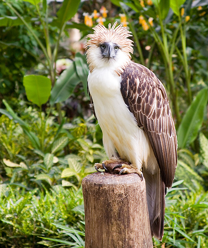 Monkey eating Eagle - Philippine's National Bird