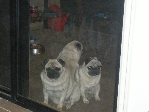Im not talking to you or you!!!! - All the puggy's sitting the back door like they would not talk to each other quite funny!!!!