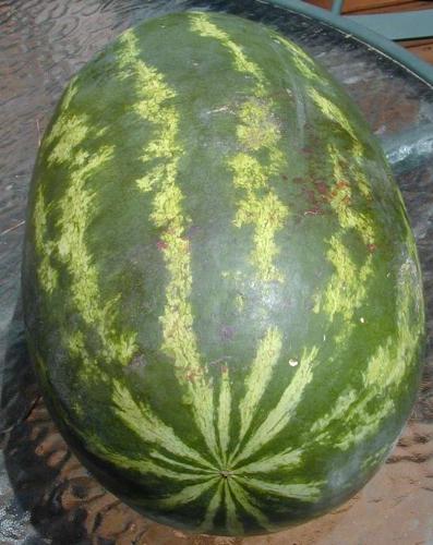 Watermelon - The sweet taste of a good watermelon on a hot summer day