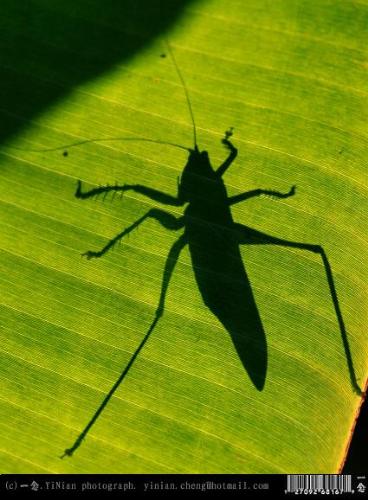 insect in fall - Fall is coming, all kinds of insect are bathed in the sunlight.