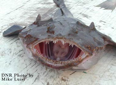 Monkfish In It's Natural State... - Wanna Eat Me?