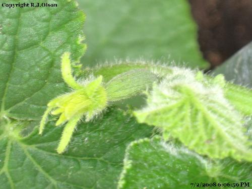 Cucumbers - The first of many to finally take shape. Cucumbers - The first of many to finally take shape.