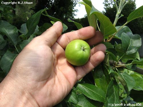 Nice Shape - The apples are starting to get really big and looking nice.