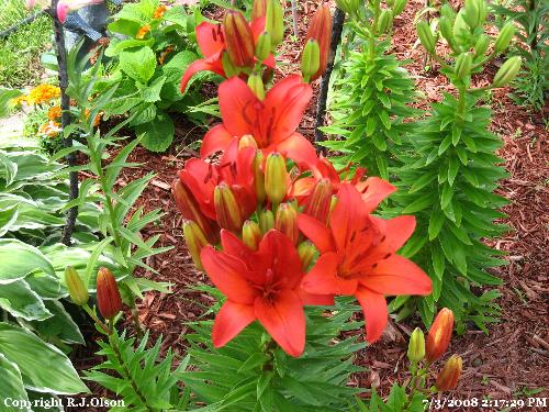 Orange Glow - Such a magnificent orange glow from my Tiger Lilies Orange Glow - Such a magnificent orange glow from my Tiger Lilies