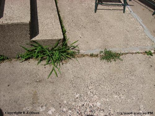 Dang Weeds - Too funny I don't take care of these weeds