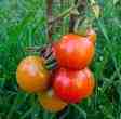 Growing your own tomatoes - Tomato plants