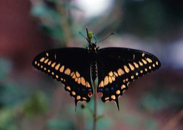 American Black Swallowtail Butterfly - Image of an American Black Swallowtail Butterfly