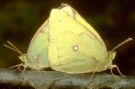 butterfly enjoying life - Quite often I can see butterflies flying around among the trees and grasses.