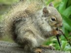 squirrels' habitats are endangered - If man can be more considerate while doing something that benefits them, the ecological balance will be sure to be better balanced, which is expected and called on.