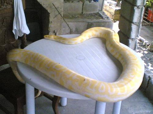 'ANA-1' My female albino phyton - ANA is a 3 yrs and 7months female high contrast albino burmese phyton. she´s jake girlfriend. she´s ready to breed this end of the year to jake. she´s much longer and heavier than jake. and also tamed, and so quite.