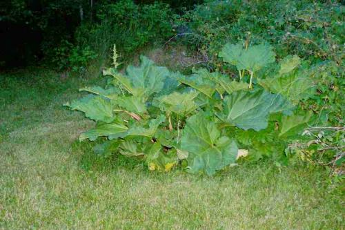Rhubarb Patch - This little bush was almost torn up. We were cleaning brush to give the wild raspberries more room to spread out. In the fall we&#039;ll move over to the garden area where it will have full sun.