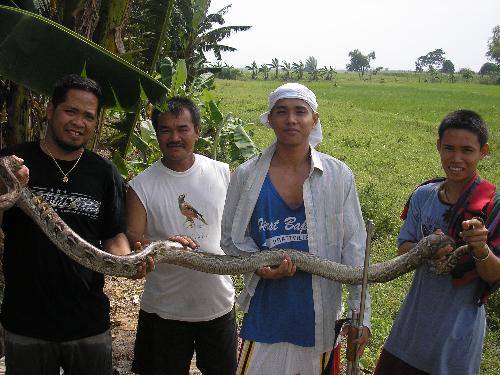 Here´s were we caught ANA_2 - here is the exact site were we caught ana-2(my female retic). we caught her in our rice farm in my country(philippines) shes been with me for 2 yrs now. shes a gorgeous female retic(i probe her already). we were hunting birds in our farm when one of my friend see her crawling between the banana trees.. we manage(well, i manage) to grab her but she gave me a painful bite..and instantly try to wrap me around. so i let her wrap around my tights and feet to get a nice grab of her. and brought her back to my house and added her to my collections. istill got a lot of exotic pets in my backyard.