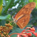 butterfly - a brown butterfly..does this really represents our departed loved ones? butterfly - a brown butterfly..does this really represents our departed loved ones?