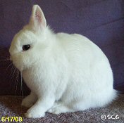 White - here is my beautiful white dwarf
