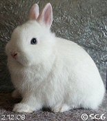 sister - Here is another dwarf