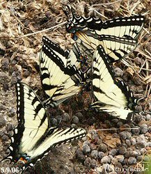 Butterflies - Here is a what a little rabbit fertilizer will bring you.