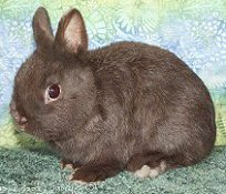 Chocolate - Chocolate Dwarf