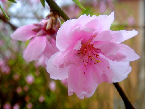 peach flower - peach flowers everywhere in the season of spring