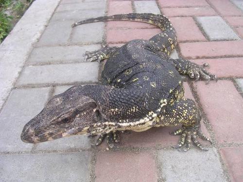 My female fresh water monitor lizard'CROC' - She´s croc. a female monitor lizard. tamed and friendly. shes about 12 kilos and about 3 feet in length. she loves to swim and love to walk in the backyard. she is 3 yrs old now and searching for a partner to breed. she usually eat fresh fish,chicken meat. i really love it when she flicks out her tongue out..she usually sleep in my bathroom..lolz