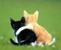 In love - a couple, 2 kittens, together, in love.