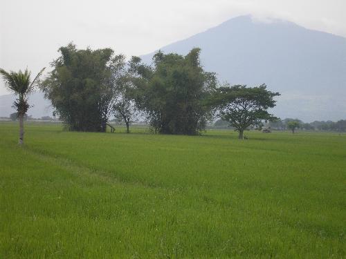 nature at it´s best - A simple view of our rice farm. when im in vacation, i usually spend almost all my time here and set aside the world of technology at the moment. we usually hunt (sufficient for the day food). we usually plant rice, corn, watermelon, eggplant in our farm. there a river next to it where you can swim in the clear,clean water. there´s a lot of fish too. here you can find migratory birds and a lot of exotic animals.