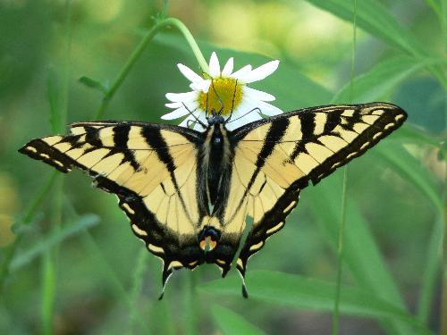 Tiger Swallowtail Butterfly - I captured a picture of this gorgeous Tiger Swallowtail Butterfly while he was on a daisy. I noticed now while adding this picture how his wings are torn off in spots I wonder what happened to them. He was able to fly off though when my daughter touched him.