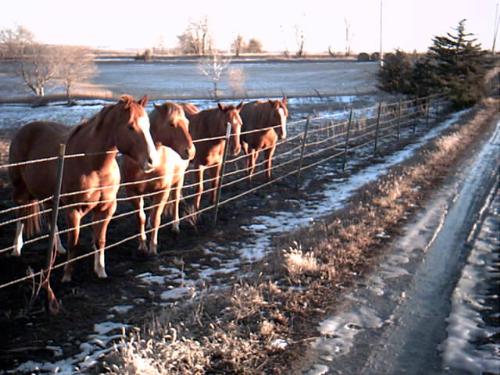 all the pretty horses. - These are part of our herd of horses. They were watching one of the others get his first ride.