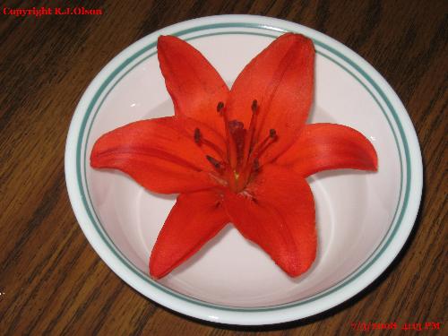 Floating Lily - Orangle Tiger Lily floating in a bowl of water.