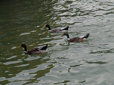 happy valley 8 - this is the beautiful river in HAPPY VALLEY IN BEIJING.There are two ducks swimming in the lack.they are lover...haha