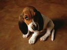 dog - when dog see you.