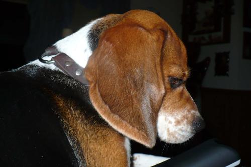 My Beagle baby - Things aways amaize her