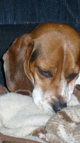shes looking!!! - I put a toy under the blanket and she is looking to find a way to get to it