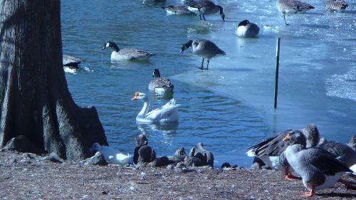 Winter in the park - Beautifull white swan swimming the icy pond with geese