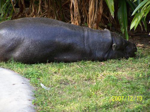 Lounging Hippo - The Lounging Hippo at Metro Zoo Lounging Hippo - The Lounging Hippo at Metro Zoo