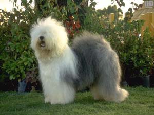 doggie 06 - doggie 06 hair look like sheep