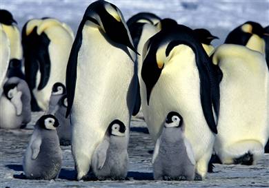 penguin - i like penguin