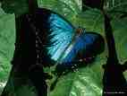 Blue and black butterfly - Butterflies