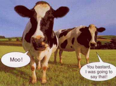 Moo? - I thought this was very funny? Thought you would like to have a giggle?