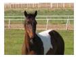 Horse - This is apple.