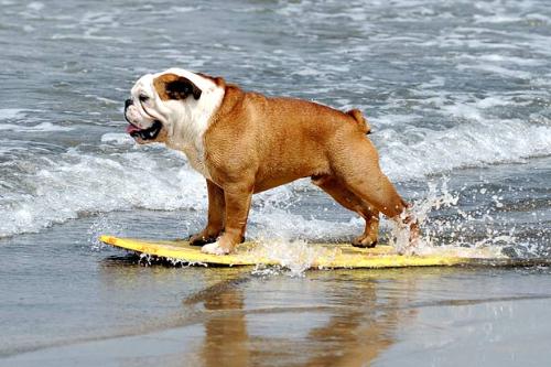 surfing dogs..  - A treat to watch..