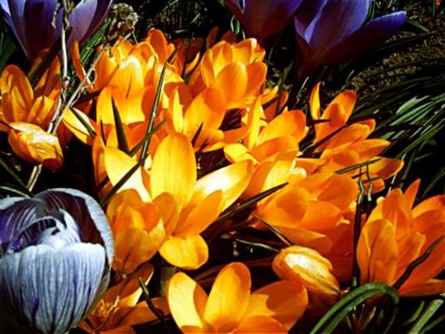 Flowers - i like yellow flowers...u ??